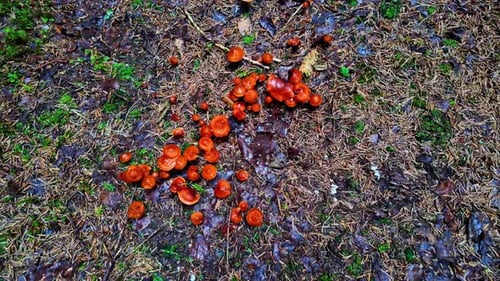 A cluster of orange mushrooms scattered across the forest floor in autumn