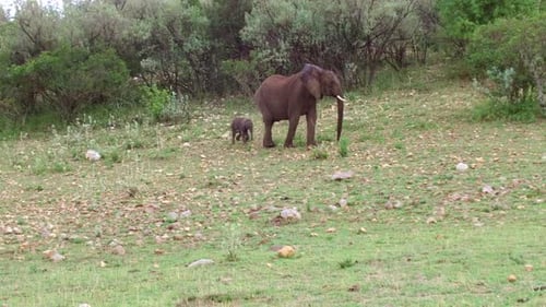 Animal, Nature and Wildlife Concept - Elephant with Baby or Calf Walking