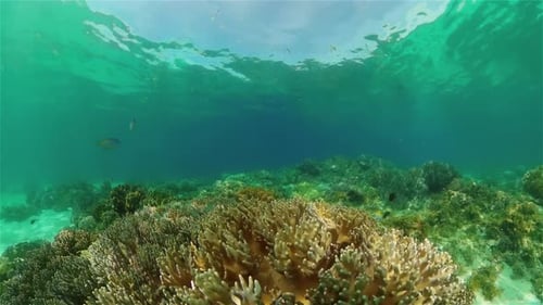 Coral Reef and Tropical Fish Underwater Philippines