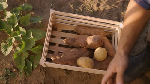El granjero sacó las patatas tiernas frescas y las puso en la cesta: el concepto de orgánico
