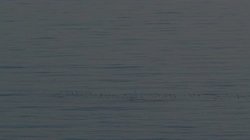 Seascape with Flock of Seagulls on Quiet Water