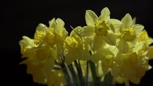 Leuchtende Frühlingsnarzissen auf schwarzem Hintergrund