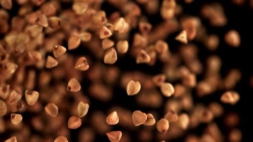 Buckwheat Flies Up and Falls Down Filmed on a Highspeed Camera at 1000 Fps