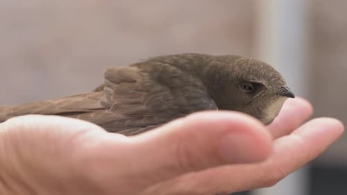 Tiny Brown Bird Resting Gently in Human Hand
