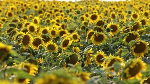 view of a field of yellow sunflowers in the light of the setting sun. Beautiful summer landscape