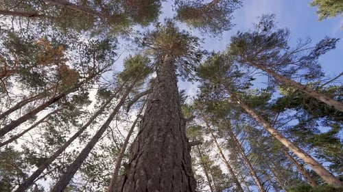 close up of a large tree trunk.