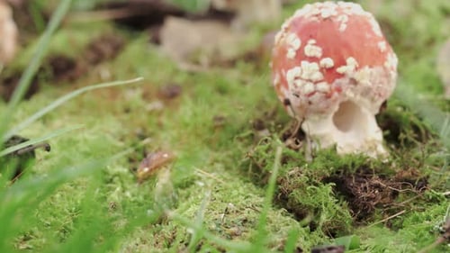 Amanita, a red fly agaric. Mushroom in the moss close-up. Forward movement