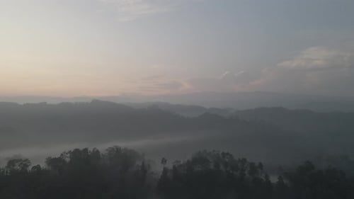 Aerial Foggy green forest with canopies of spruce trees and sunrise rays shining through branches in
