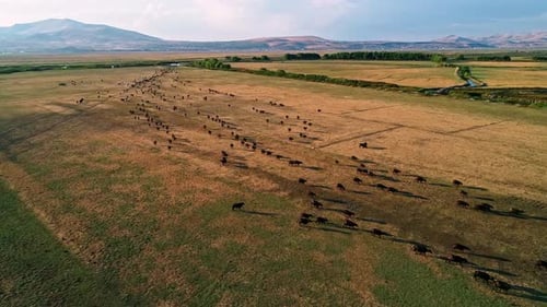 Tierherde bewegt sich auf dem Land