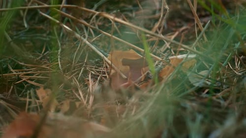 Krabbelplatz für kleine Ameisen im grünen, ruhigen Wald, Gras aus nächster Nähe. Macro View Gefährliches Ameisennest mit...
