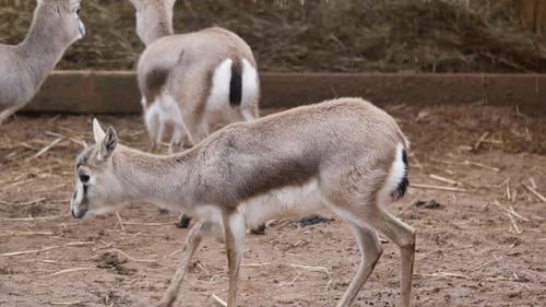 Wildbeobachtung von Antilopen im natürlichen Lebensraum