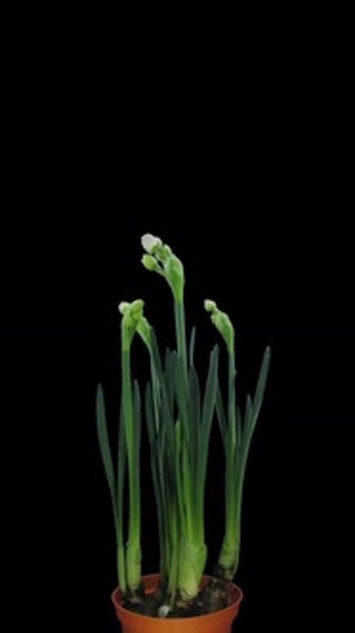 Daffodils Blooming Beautifully in Time Lapse Close Up