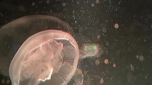 Aquarium Jellyfish: Luminous Swims in Colorful Lighting