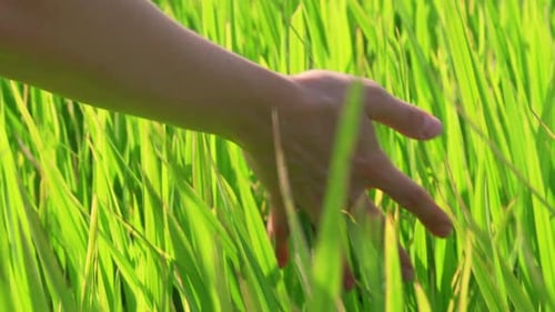 Close-up footage of hand touching green rice plants on field