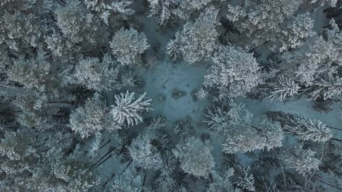 Top shot of a frozen forest with trees covered in ice and snow in Finland. White snow is covering th