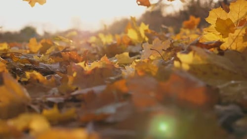 Detail View on Yellow Autumn Leaves Slowly Falling Ground Covered with Dry Vivid Foliage Bright