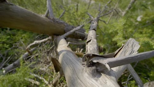 Backward shot of broken tree in the forest