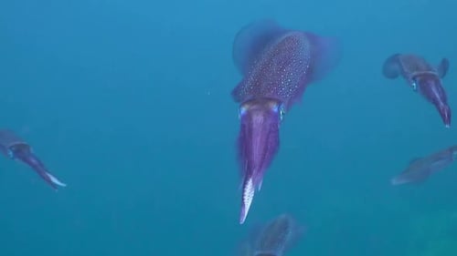 A blue underwater background with group of cuttlefish.