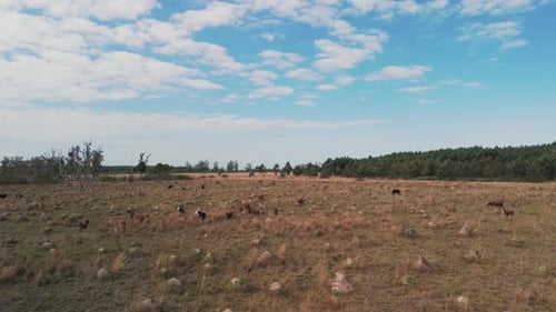 Rotierende Drohnenaufnahme einer Herde brauner und schwarzer Kühe, die auf einem steinigen Feld in der Nähe eines Gr weiden und laufen