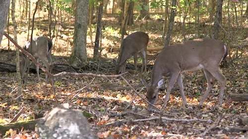 Female deer in the forest.