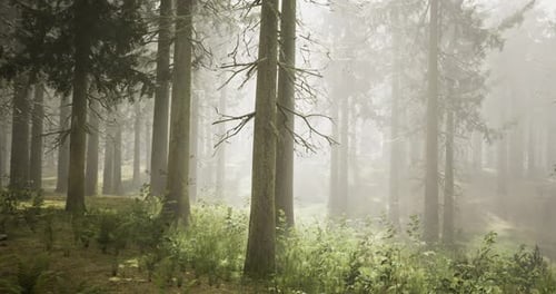 Foggy Forest Landscape with Tall Trees and Lush Greenery in Early Morning