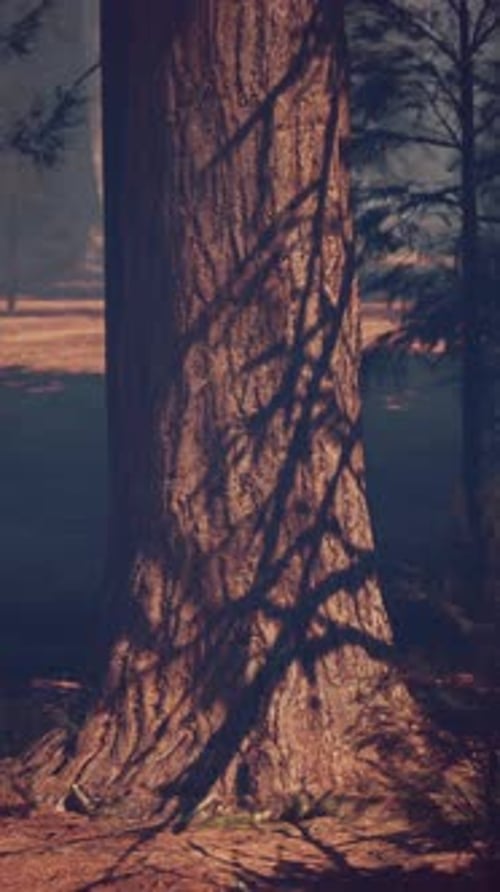 Majestic Sequoia Forest With Towering Trees