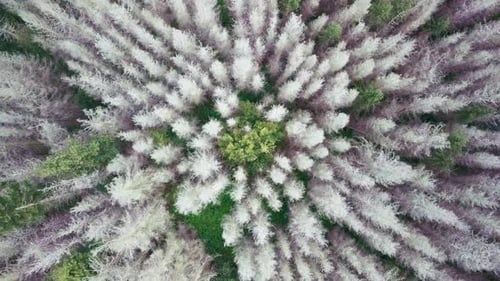 Aerial top down view of beautiful winter forest treetops.