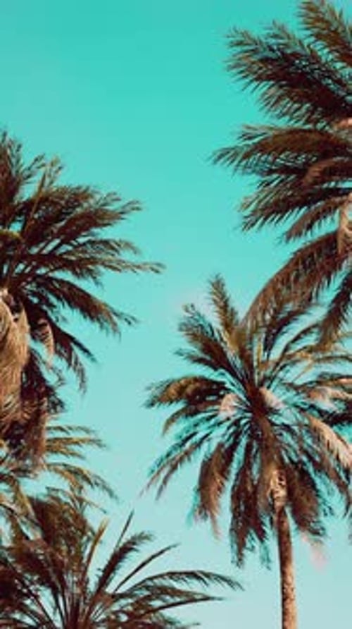 Underside of the Coconuts Tree with Clear Sky and Shiny Sun
