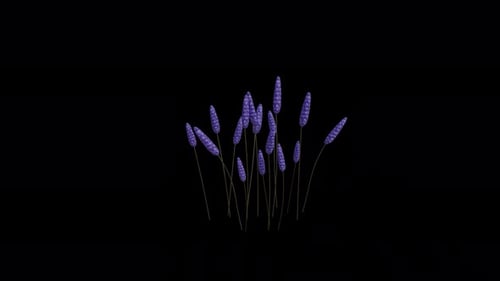 Hyacinthus Orientalis blowing in the wind. Animated Flowering Plant. Alpha Channel. Loop Animation