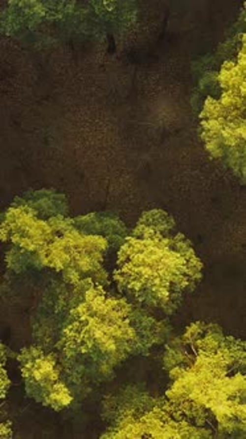 Drone Flight Above Spring Misty