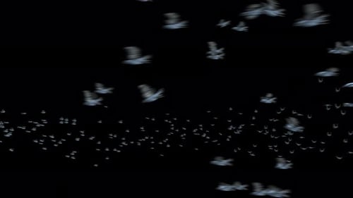 Seamless Loop of Flying Birds Alpha Channel Overlay