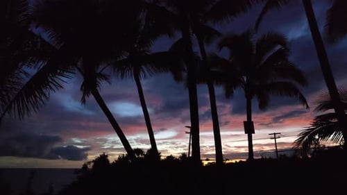 Silhouette of Palm Trees Against Hawaiian Sunset