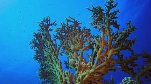 Underwater Coral Reef