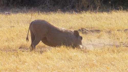 Warthog feeding From Ground, Botswana