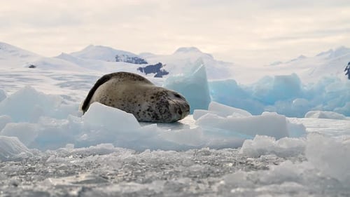 Leopard Seal resting on a floating iceberg in Antarctica