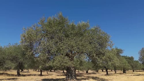 Olive Trees 219