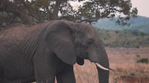 Afrikanischer Elefant mit Dreck auf dem Rücken in der Savanne, Zeitlupe.