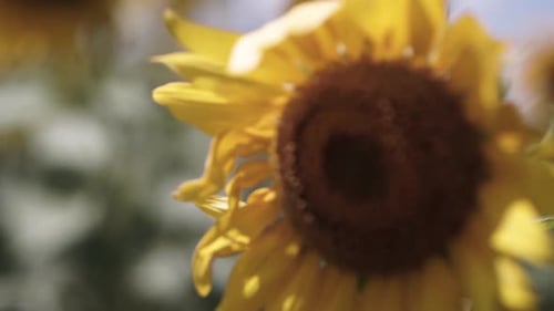 blooming sunflower on the field