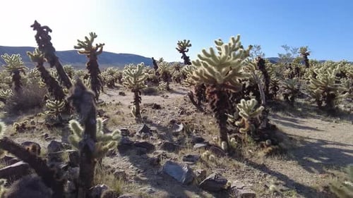 Kakteen im Joshua Tree Nationalpark