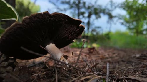 Close up of a big mushroom in the foreground