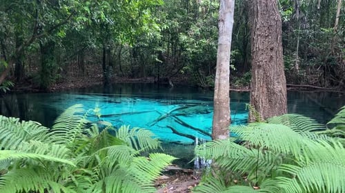 Exotic blue turquoise hot spring pool in lush jungle of Krabi