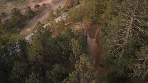Sunset Drone Journey Through Mountain Pine Forests