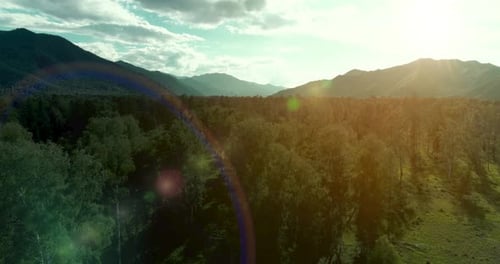 Aerial View Low Flight Above Evergreen Pine Tree Landscape with Endless Mountain Forest at Sunny