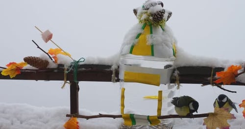 Meisen fressen Kürbis- und Sonnenblumenkerne aus einem handgefertigten Futterautomat, der aus einer Plastikflasche hergestellt wird.