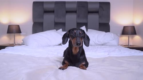 Cute Dachshund Dog Sitting on Bed