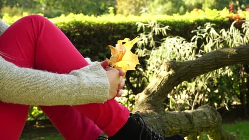 Woman Hands With Autumn Leaves In Park
