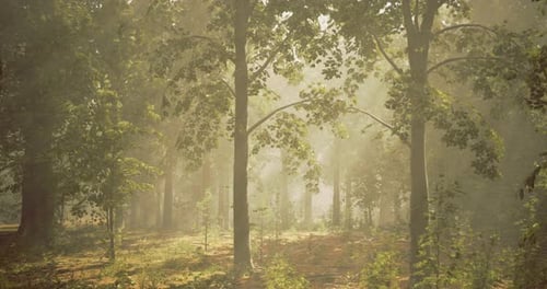 Sunlight Filters Through Trees in a Serene Forest Landscape in Early Morning