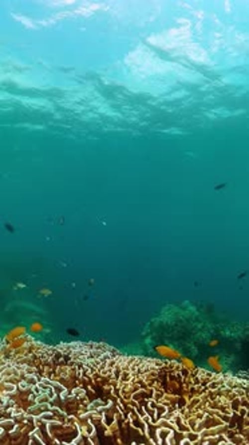 Underwater World with Coral Reef and Fish Marine Sanctuary