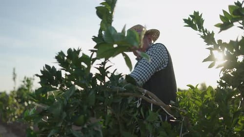 Agricultor espanhol sênior podando laranjeira de seu campo