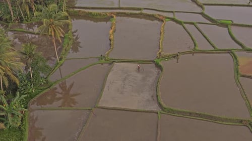 Indonesian farmer working in bali rice paddies aerial view